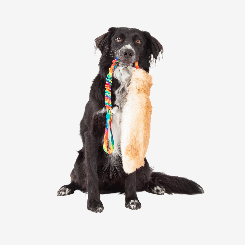 Dog Hat Sun - Imagen 2